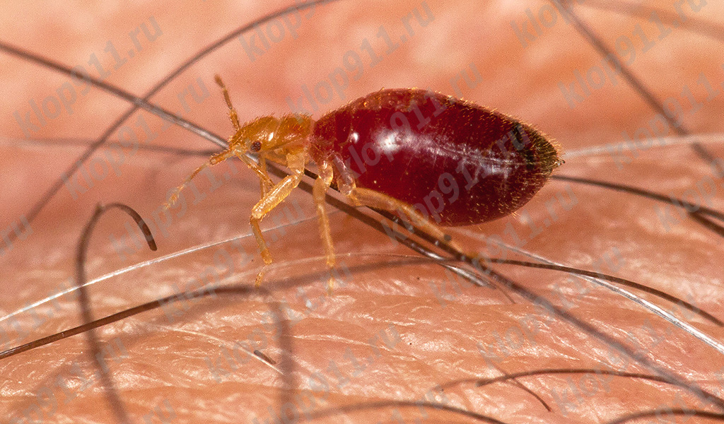 Larva di cimice dopo la saturazione