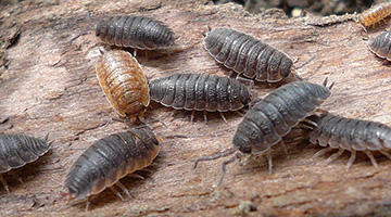 Woodlice