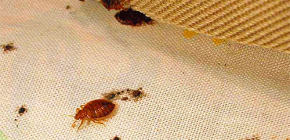 Menghilangkan bedbugs ubat-ubatan rakyat