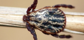 Kutu padang rumput (Dermacentor reticulatus)