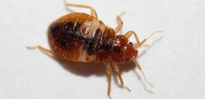 Adakah terdapat rawatan bedbug tanpa wangian?