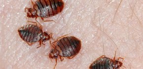 Apakah yang dikatakan oleh tanda-tanda rakyat tentang bedbugs di dalam rumah?