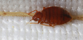 Pepijat katil (aka bed bugs)