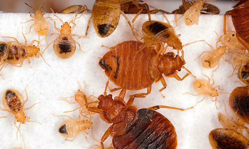 Kaedah yang membantu untuk memusnahkan sepenuhnya bedbugs di apartmen ...