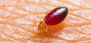 Reaksi alergi terhadap gigitan bedbug