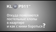 من أين يأتي البق في الشقة وماذا تفعل إذا تم العثور عليها