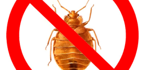 Racun bedbug: bagaimana untuk memilih dan membeli ubat yang benar-benar berkesan?