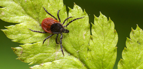 Kutu anjing (Ixodes ricinus)