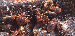 Gambaran keseluruhan ubat yang paling berkesan untuk bedbugs