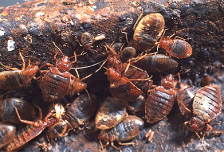 Gambaran keseluruhan ubat yang paling berkesan untuk bedbugs