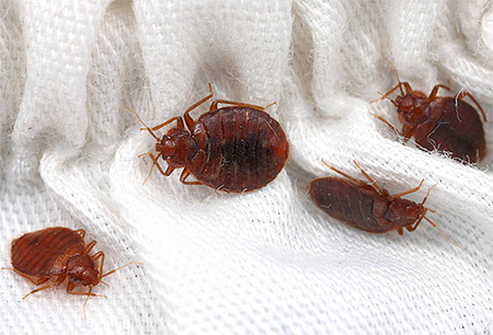 Banyak bedbugs dalam mimpi