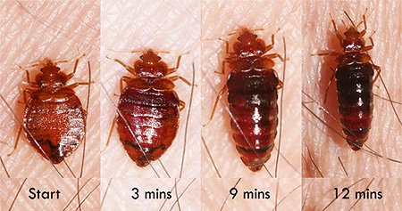 bedbug sebelum dan selepas makan