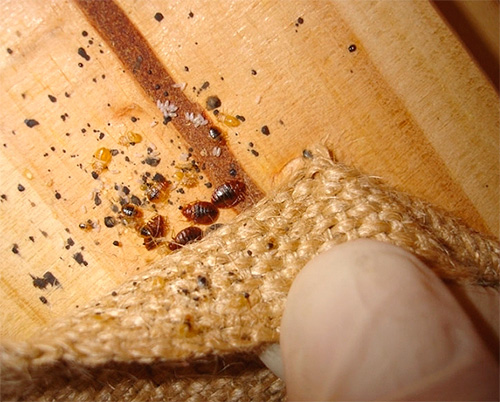 Telur dan larva pepijat katil