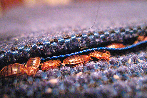 Pembasmian kuman apartmen dari bedbugs