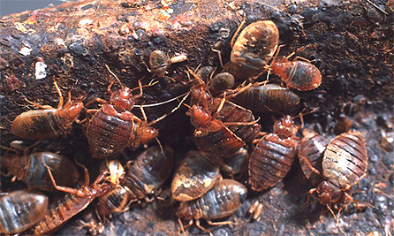 Memilih ubat untuk bedbugs