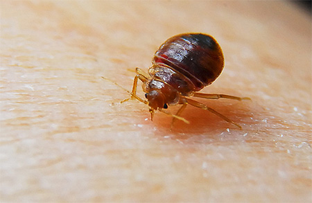 gigitan bedbug