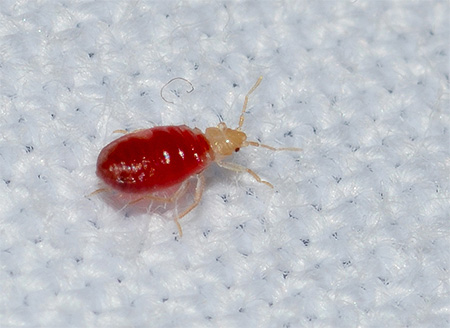 Larva pepijat rumah yang meminum darah