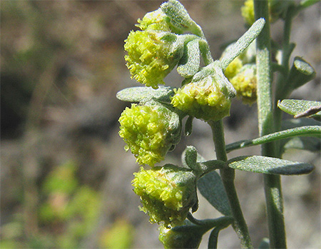 Bunga Artemisia