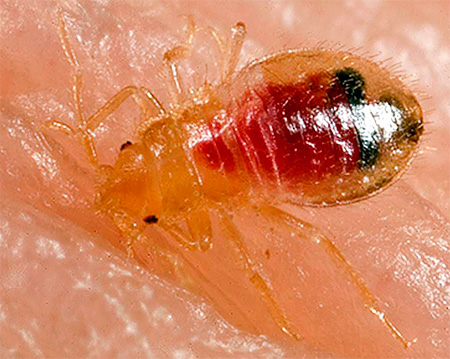 Foto menunjukkan darah dalam badan larva pepijat