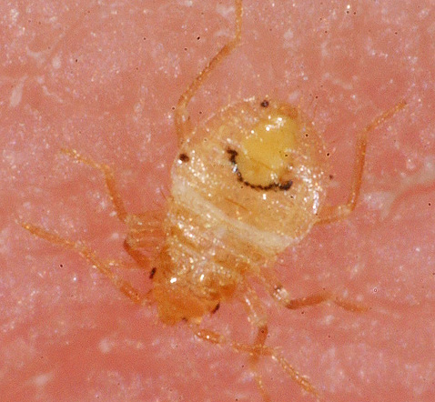 Larva pepijat yang lapar