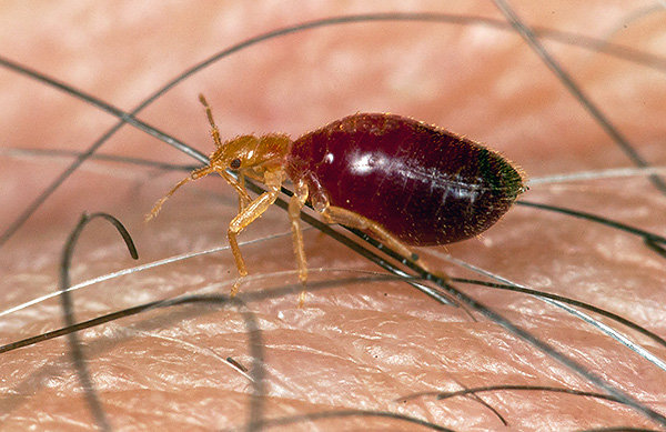 Adalah penting untuk mengelakkan larva pepijat katil yang masih hidup daripada mencapai umur pembiakan.