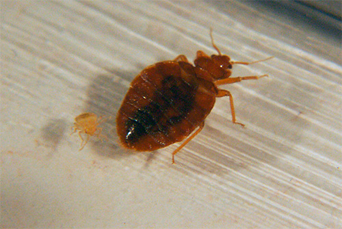 Bed bug dan larvanya