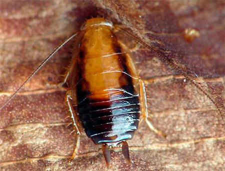 Larva (nimfa) lipas merah dari dekat