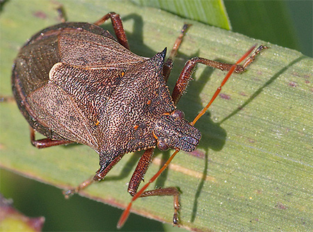 Perisai mempunyai tonjolan khusus pada cephalothorax