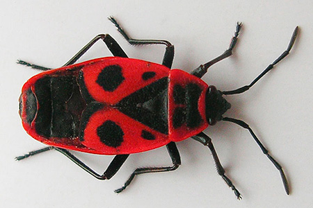 askar bedbug