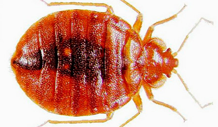 pepijat katil (bed bug)