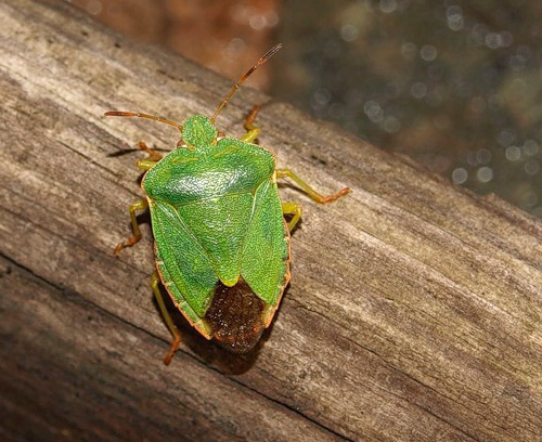 Pepijat hutan: foto dekat