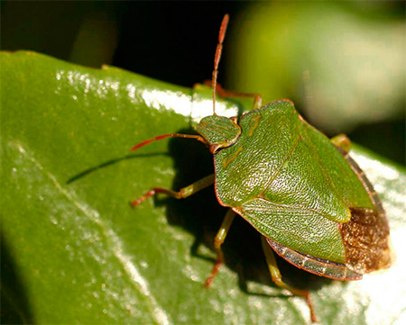 Satu lagi jenis pepijat hutan