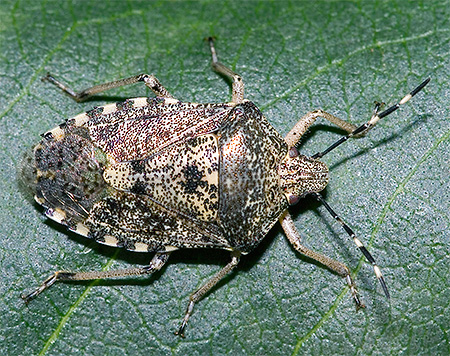 بق الفراش Raphigaster nebulosa