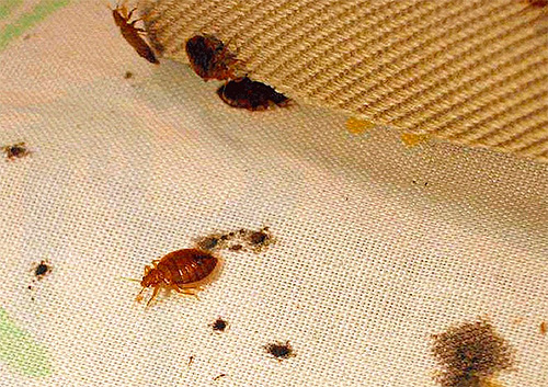 Menghilangkan bedbugs ubat-ubatan rakyat