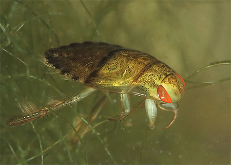 Plautus vulgaris (Hiocoris cimicoides)