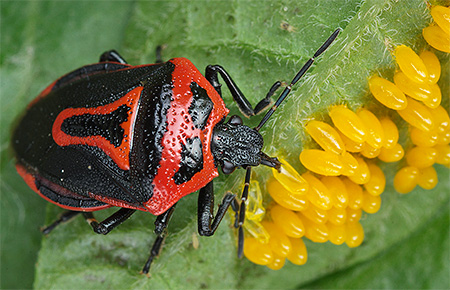 Perillus bioculatus