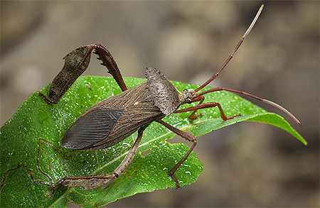 pepijat daun