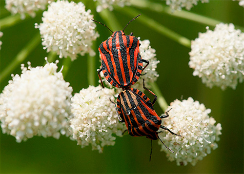 Line bug (Graphosoma lineatum)