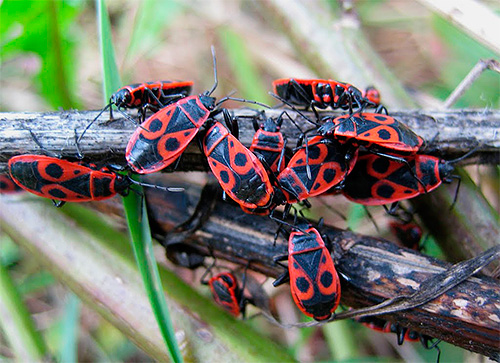 Pepijat askar (Pyrrhocoris apterus)