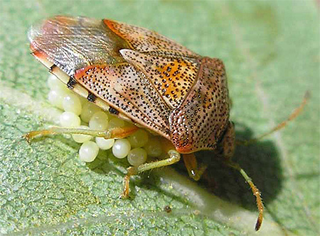 Pepijat ayam alder (Elasmucha fieber)