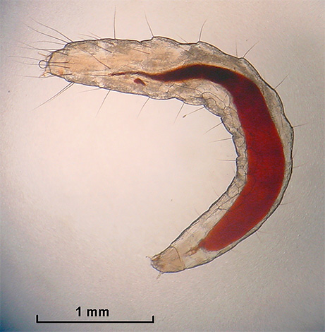 Larva kutu manusia