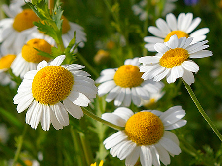 Chamomile