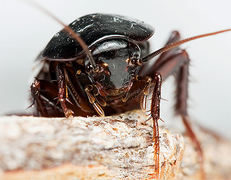 Gambar dekat lipas hitam