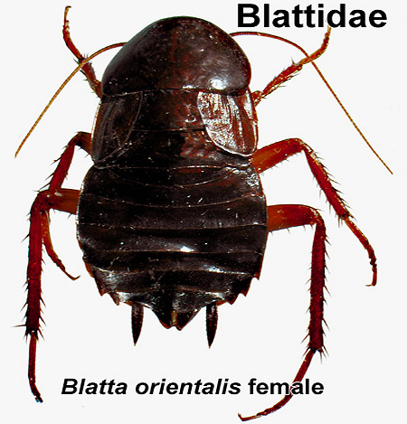 Lipas hitam betina (Blatta Orientalis)