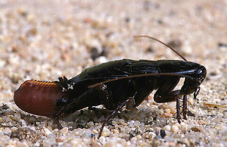 Ootheca lipas hitam adalah besar dan padat.