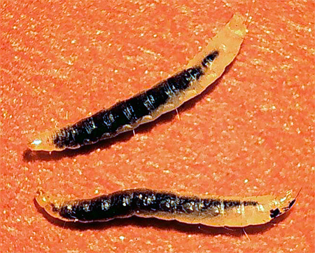 Larva kutu