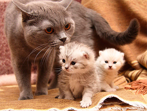 Dilarang merawat anak kucing dengan persediaan kutu sehingga mereka bercerai susu daripada ibunya.