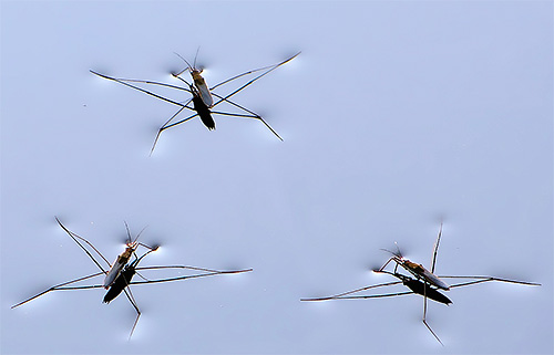 Pepijat water strider