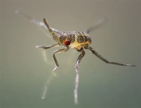 Larva pepijat water strider: foto dekat