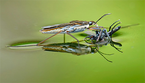 Penyeret air meminum mangsa dengan bantuan proboscis